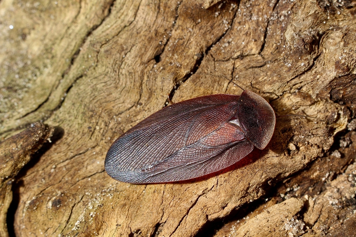 Bark cockroach- Laxta granicollis A male bark cockroach observed under eucalyptus tree bark. Australia,Bark cockroach,Geotagged,Laxta granicollis,Winter