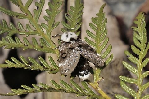 Crexa Moth - Genduara punctigera  Australia,Crexa Moth,Genduara punctigera,Geotagged,Winter