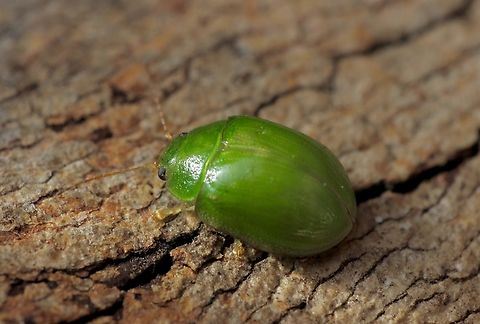 Lilly Pilly Leaf Beetle - Paropsides calypso Attracted to UV light. Australia,Geotagged,Lilly Pilly Leaf Beetle,Paropsides calypso,Winter