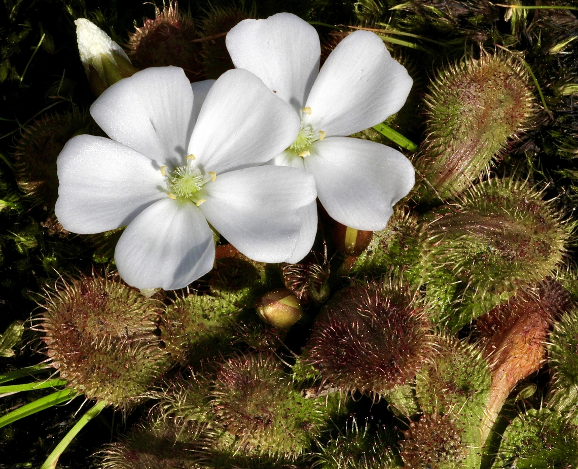 Whittaker's Sundew - Drosera whittakeri  Australia,Drosera whittakeri,Geotagged,Whittaker's Sundew,Winter
