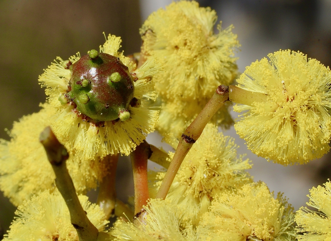 Golden wattle bud-galling wasp - Trichilogaster signiventris The gall is growing out of the flower.Probably started growing when the flower bud was forming. Australia,Geotagged,Golden wattle bud-galling wasp,Trichilogaster signiventris,Winter