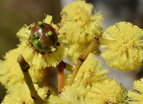 Golden wattle bud-galling wasp - Trichilogaster signiventris The gall is growing out of the flower.Probably started growing when the flower bud was forming. Australia,Geotagged,Golden wattle bud-galling wasp,Trichilogaster signiventris,Winter