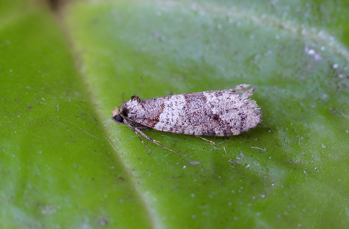 Tower Case Moth - Lepidoscia arctiella Attracted to UV light  Australia,Geotagged,Lepidoscia arctiella,Tower Case Moth,Winter