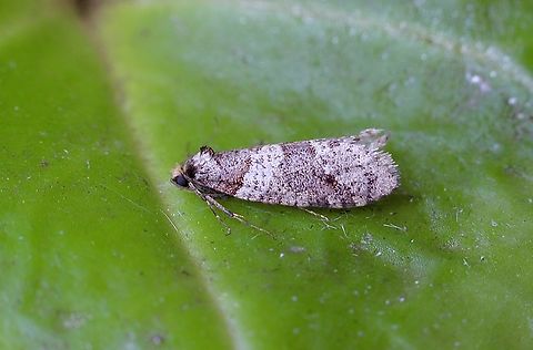 Tower Case Moth - Lepidoscia arctiella Attracted to UV light  Australia,Geotagged,Lepidoscia arctiella,Tower Case Moth,Winter