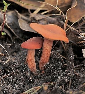 Candy Cap - Lactarius rubidus  Australia,Candy Cap,Geotagged,Lactarius rubidus,Summer