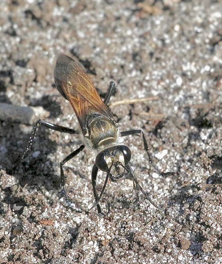 Digger wasp - Sphex ingens  Australia,Geotagged,Sphegina ensifera,Sphex ingens,Summer