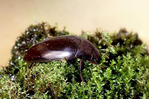 Water scavenger beetle - Hydrophilus albipes A rather large beetle approximately 30 mm, attracted to UV light. I did lighten the image a bit to see more details in the subject. Australia,Geotagged,Hydrophilus albipes,Winter