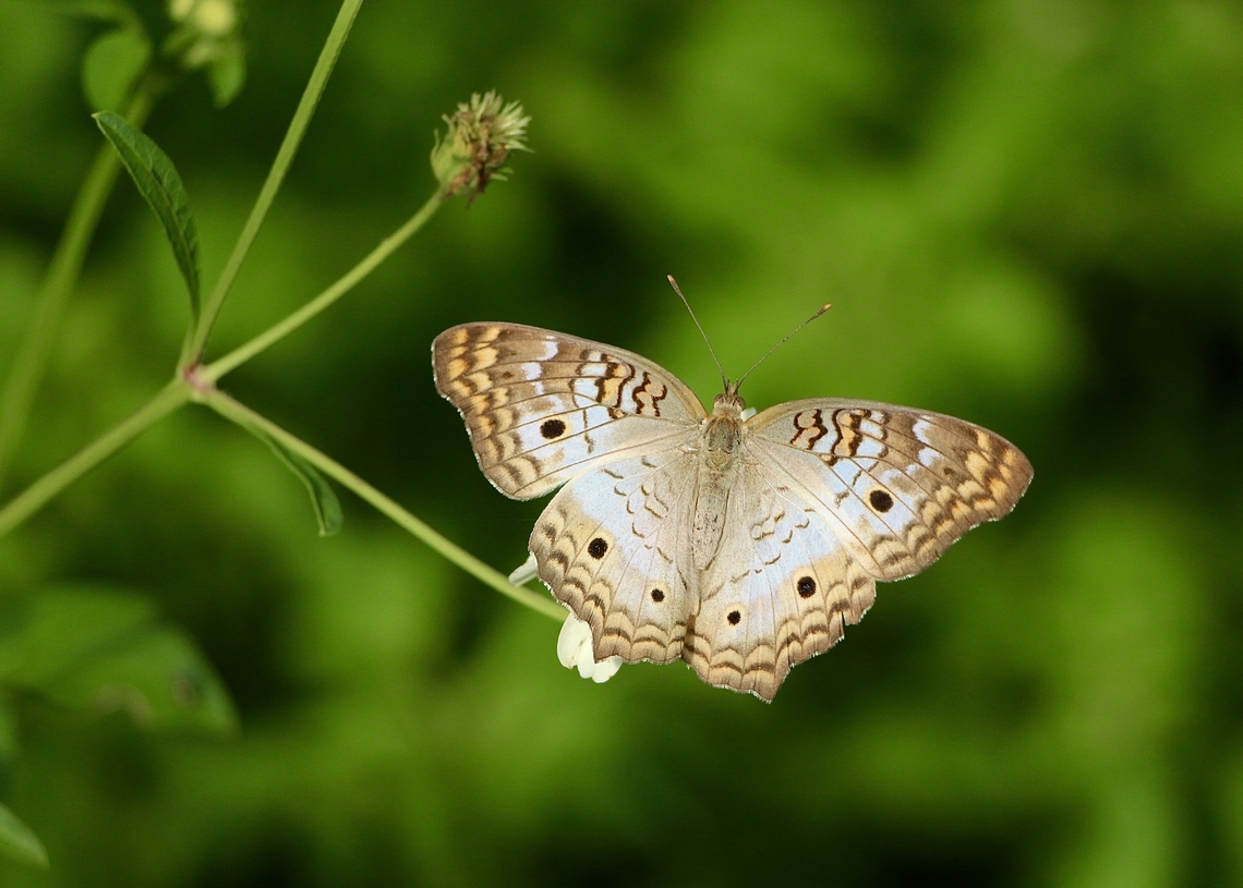 White Peacock - Anartia jatrophae  Anartia jatrophae,Geotagged,Summer,United States,White Peacock