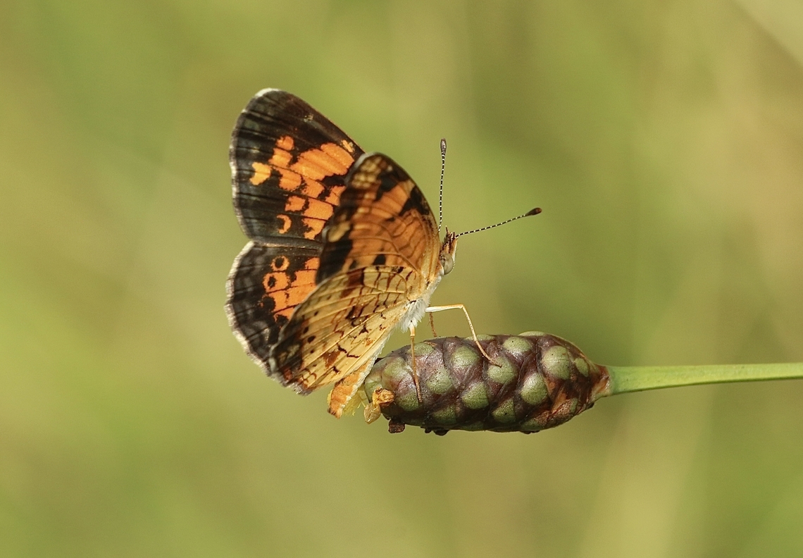 Pearl Crescent - Phyciodes tharos  Geotagged,Pearl Crescent,Phyciodes tharos,Summer,United States