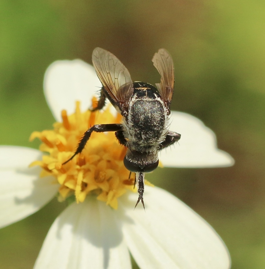 Bee fly species- Toxophora amphitea  Geotagged,Summer,Toxophora amphitea,United States