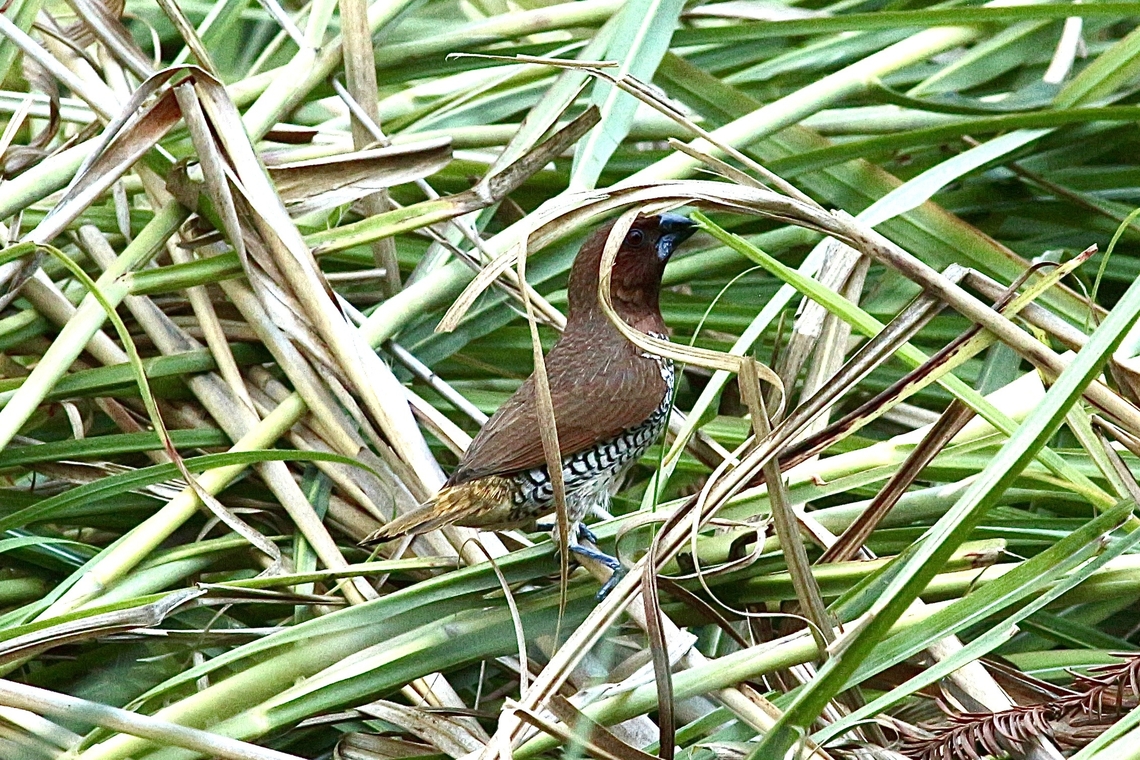 Scaly-breasted Munia - Lonchura punctulata Feeding on grass shoots,I guess. Fall,Geotagged,Lonchura punctulata,Scaly-breasted Munia,United States