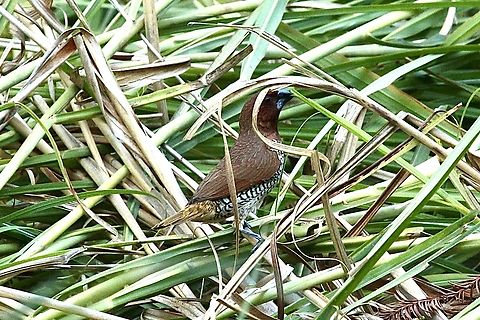 Scaly-breasted Munia - Lonchura punctulata Feeding on grass shoots,I guess. Fall,Geotagged,Lonchura punctulata,Scaly-breasted Munia,United States