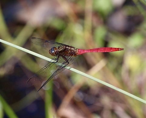 Fiery Skimmer - Orthetrum villosovittatum Male Australia,Fiery Skimmer,Geotagged,Orthetrum villosovittatum,Summer