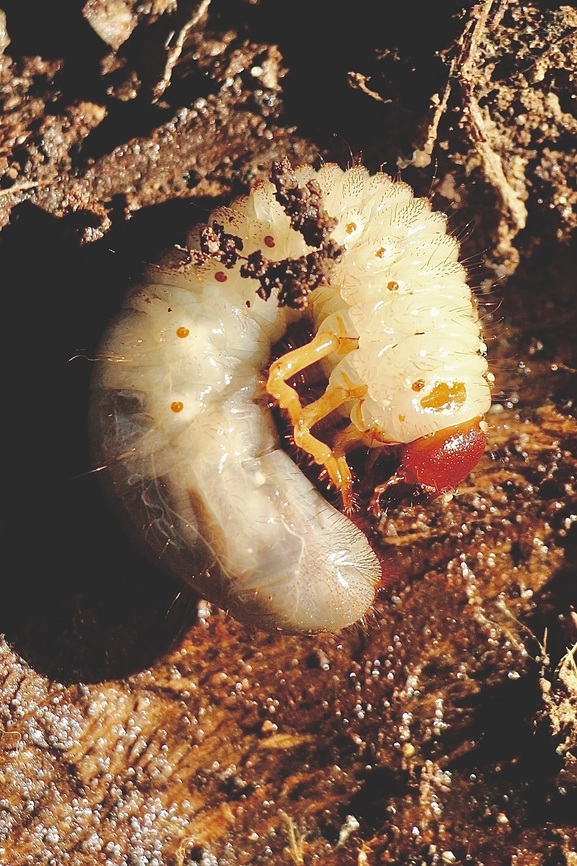Unidentified scarab beetle larvae.  Australia,Geotagged,Winter