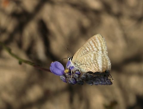 Long-tailed Pea-Blue - Lampides boeticus  Australia,Geotagged,Lampides boeticus,Long-tailed pea-blue,Spring