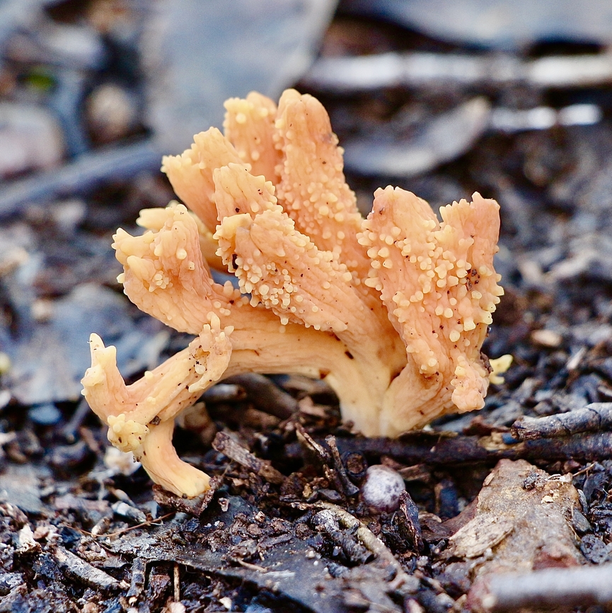 Coral fungus - Genus Ramaria  Australia,Geotagged,Winter