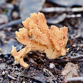 Coral fungus - Genus Ramaria  Australia,Geotagged,Winter
