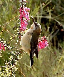 Eastern Spinebill - Acanthorhynchus tenuirostris Female feeding on Common Heath - Epacris impressa. Acanthorhynchus tenuirostris,Australia,Eastern spinebill,Fall,Geotagged