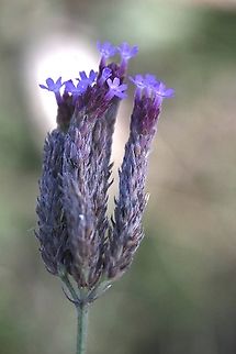 Purpletop - Verbena bonariensis Introduced to Australia. Australia,Geotagged,Purpletop Vervain,Summer,Verbena bonariensis