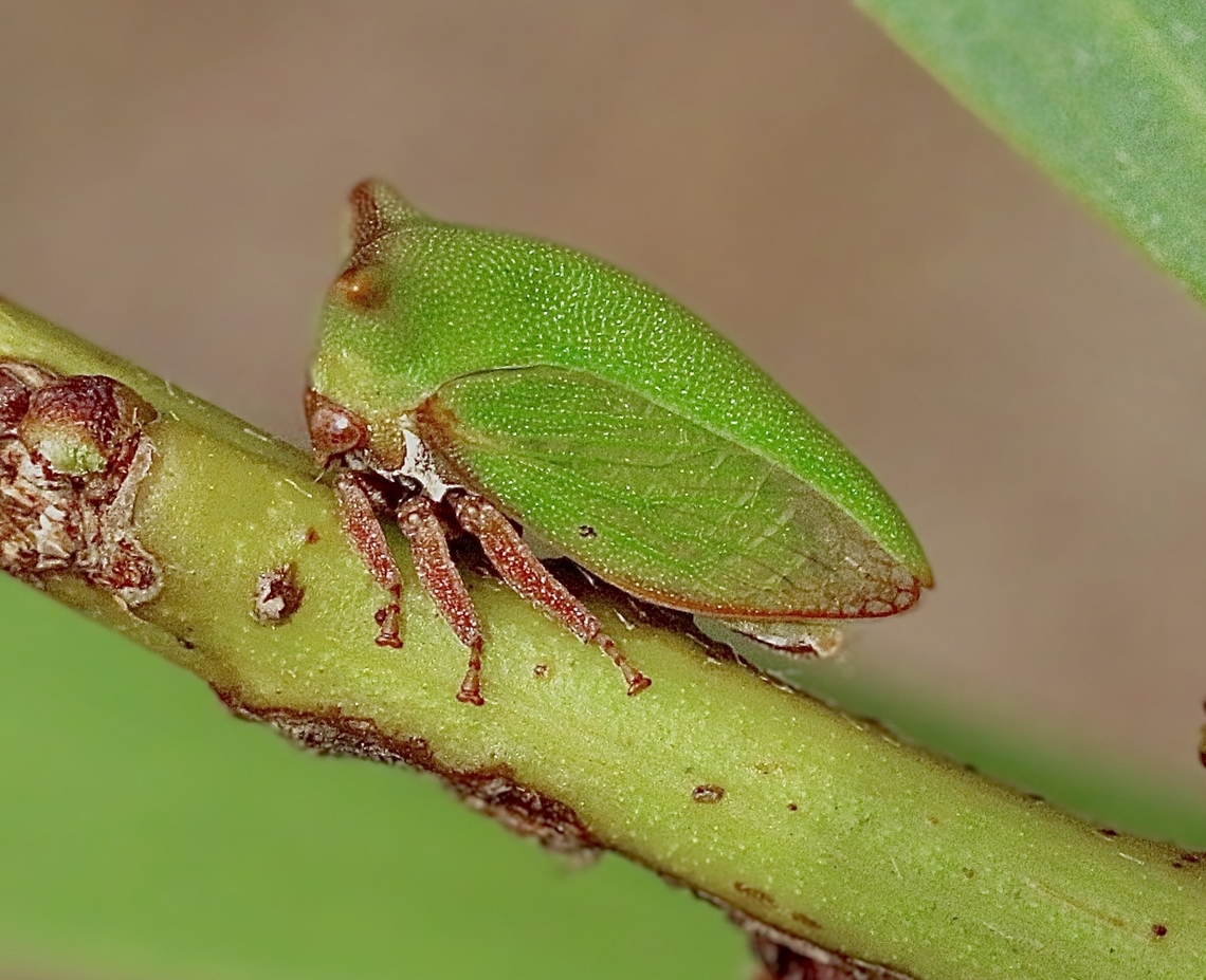 Acacia horned treehopper - Sextius virescens  Australia,Geotagged,Sextius virescens,Summer