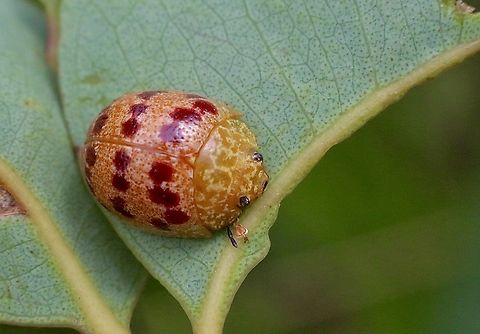 Red-blue Banded Leaf Beetle - Paropsis obsoleta  Australia,Geotagged,Paropsis obsoleta,Summer