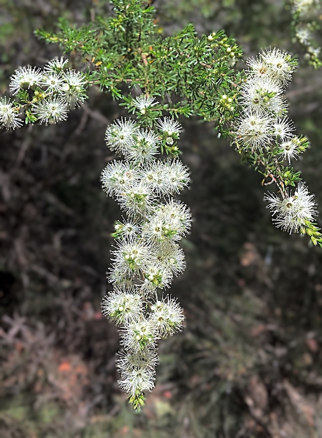 Butterfly Bush - Kunzea ambigua  Australia,Geotagged,Kunzea ambigua,Spring,Tick bush