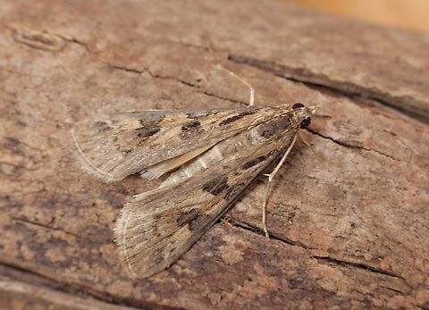 Lucerne Moth - Nomophila nearctica Attracted to UV light. Australia,Geotagged,Lucerne moth,Nomophila nearctica,Winter