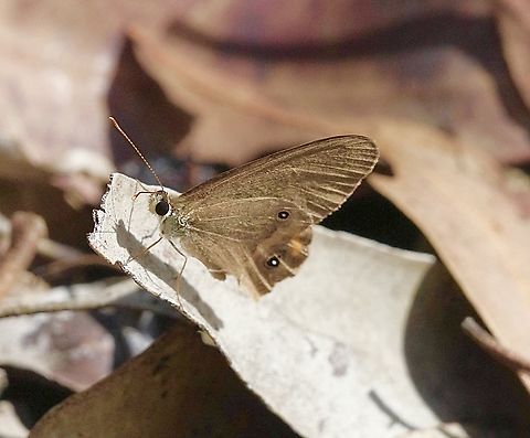 Grey Ringlet - Hypocysta pseudirius  Australia,Geotagged,Hypocysta pseudirius,Summer