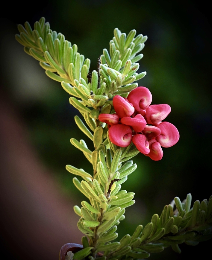 Woolly grevillea - Grevillea lanigera Observed in a roadside planting strip. Readily available in the nursery trade,with different cultivars grown. Australia,Geotagged,Grevillea lanigera,Winter,Woolly grevillea