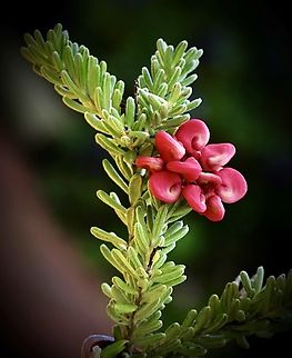 Woolly grevillea - Grevillea lanigera Observed in a roadside planting strip. Readily available in the nursery trade,with different cultivars grown. Australia,Geotagged,Grevillea lanigera,Winter,Woolly grevillea