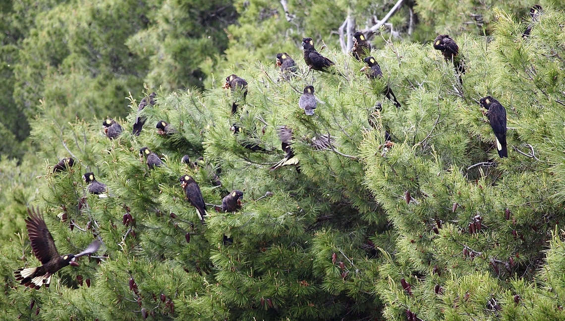 Yellow-tailed black cockatoo - Zanda funerea Feeding on pine tree seeds. Australia,Geotagged,Spring,Yellow-tailed black cockatoo,Zanda funerea