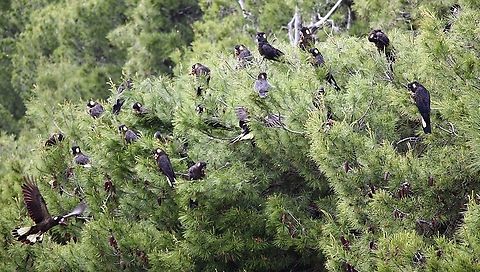 Yellow-tailed black cockatoo - Zanda funerea Feeding on pine tree seeds. Australia,Geotagged,Spring,Yellow-tailed black cockatoo,Zanda funerea