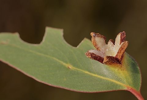 Gall , Genus Schedotrioza Growing on eucalyptus leaf  Australia,Geotagged,Spring