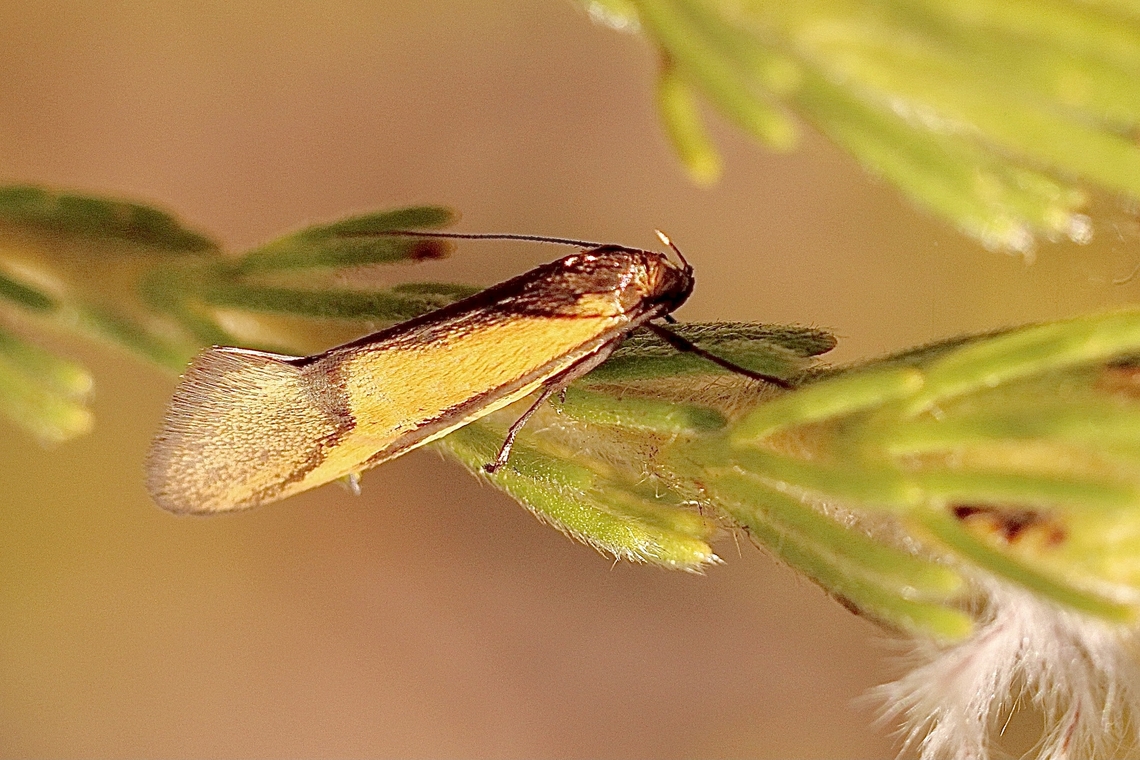 Concealer moth - Philobota arabella  Australia,Geotagged,Philobota arabella,Spring