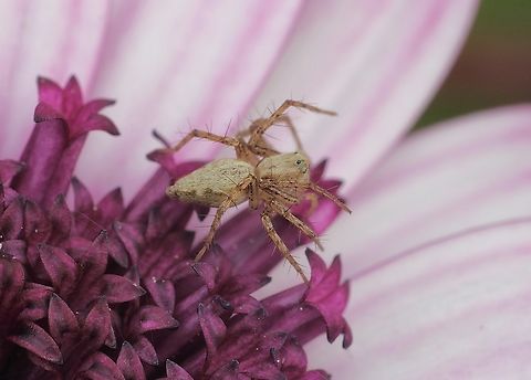 Grass lynx spider - genus Argiopes Waiting for prey. Australia,Geotagged,Winter