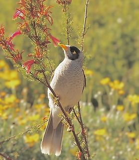 Noisy Miner - Manorina melanocephala  Australia,Geotagged,Manorina melanocephala,Noisy miner,Winter