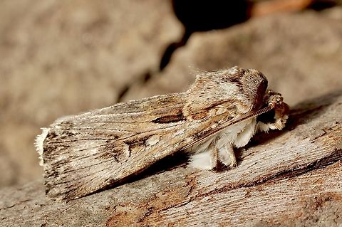Brown cutworm - Agrotis munda Attracted to UV light. Agrotis munda,Australia,Geotagged,Winter
