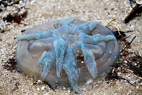 Blue Blubber Jelly - Catostylus mosaicus  Australia,Catostylus mosaicus,Geotagged,Jelly Blubber,Spring