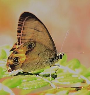 Orange Ringlet Hypocysta adiante  Australia,Fall,Geotagged,Hypocysta adiante