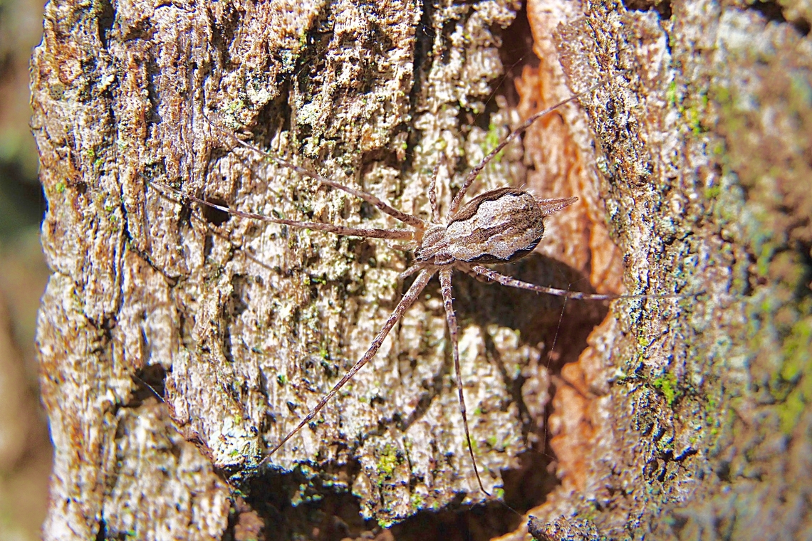Two-tailed spider - Tamopsis eucalypti  Australia,Geotagged,Tamopsis eucalypti,Winter