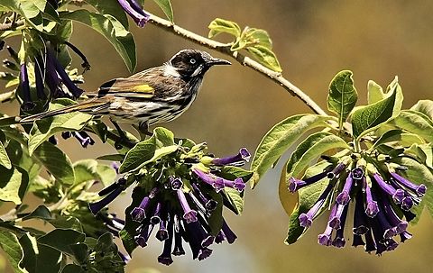 New Holland honeyeater,Phylidonyris novaehollandiae  Australia,Geotagged,New Holland honeyeater,Phylidonyris novaehollandiae,Summer
