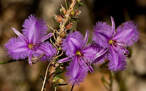 Many-flowered Fringe Lily -Thysanotus multiflorus  Australia,Geotagged,Spring,Thysanotus multiflorus