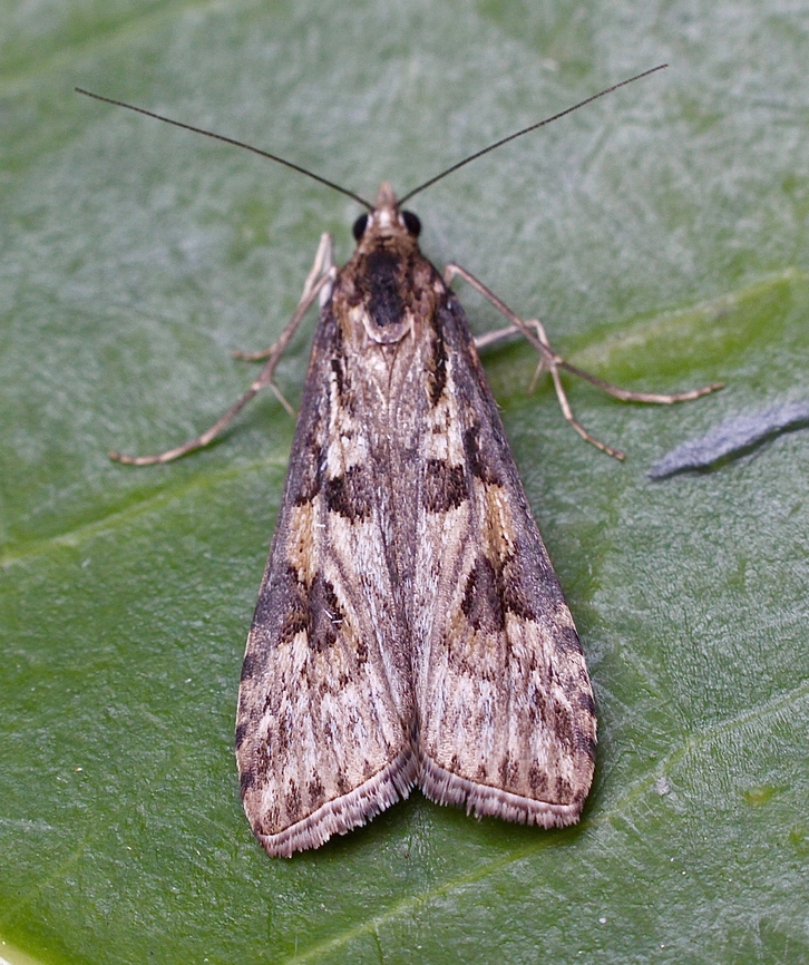 Crambid moth - Nomophila corticalis Found resting on pathway. Australia,Geotagged,Nomophila corticalis,Winter
