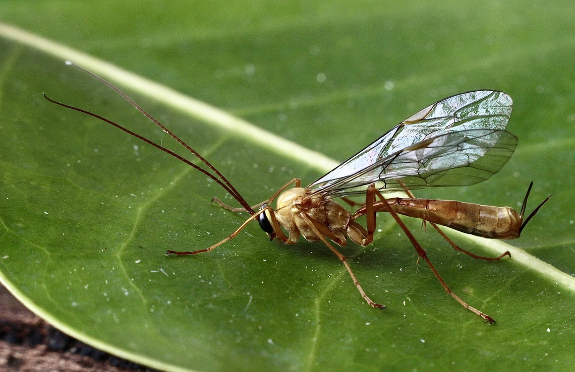 Ichneumon wasp - genus Ophion Attracted to UV light on a cool winter night 12 Celsius. Australia,Geotagged,Winter