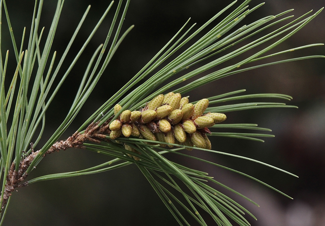 Pinus ponderosa flowers. Ponderosa pines in the Victor Habor and Encounter Bay Area of South Australia were often used in street or park beautification in the early 1900 hundreds. Australia,Geotagged,Pinus ponderosa,Winter