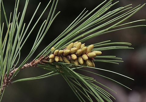 Pinus ponderosa flowers. Ponderosa pines in the Victor Habor and Encounter Bay Area of South Australia were often used in street or park beautification in the early 1900 hundreds. Australia,Geotagged,Pinus ponderosa,Winter