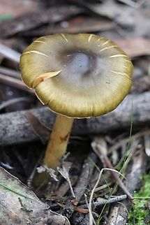 Green Skinhead - Cortinarius austrovenetus  Australia,Cortinarius austrovenetus,Fall,Geotagged,Green skin-head