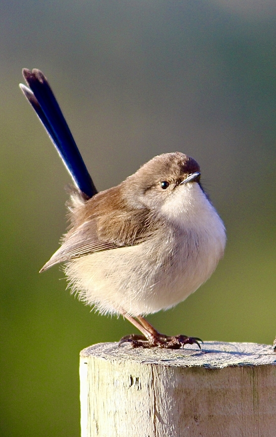 Superb Fairywren - Malurus cyaneus Female wren on a farm fence post. Australia,Fall,Geotagged,Malurus cyaneus,Superb Fairywren