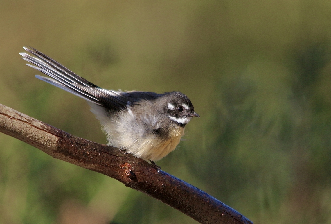 Grey Fantail - Rhipidura albiscapa  Australia,Eamw birds,Fall,Geotagged,Grey Fantail,Rhipidura albiscapa,Willunga SA