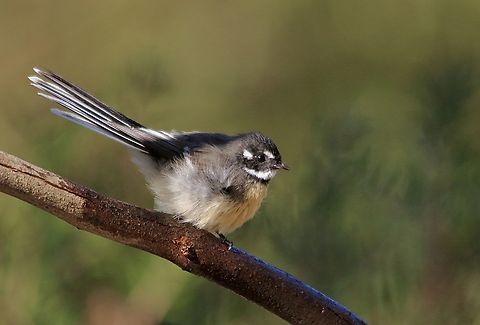 Grey Fantail - Rhipidura albiscapa  Australia,Eamw birds,Fall,Geotagged,Grey Fantail,Rhipidura albiscapa,Willunga SA